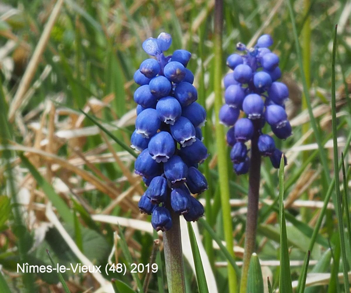 Grape hyacinth, Small flower